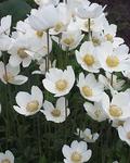 Click for more information. SNOWDROP WINDFLOWER. White, spring Anemone