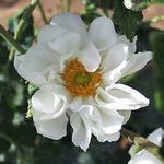 Click for more information. Large semi-double white flowers. Outstanding