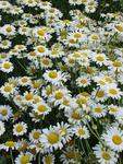Click for more information. CHAMOMILE. White flowers with yellow centers.