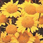 Click for more information. Orange daisies, good cut flowers