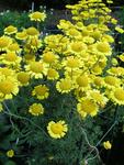 Click for more information. Bold yellow blooms with yellow centers