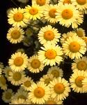 Click for more information. Pale yellow daisy, long blooming.