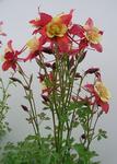 Click for more information. COLUMBINE. Dwarf robust plants in all the colors