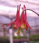 Click for more information. NATIVE COLUMBINE. Red/yellow flowers.