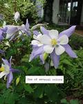 Click for more information. Medium height and prolific