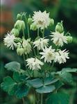 Click for more information. Lime-green to white double pom-pom flowers.