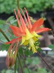 Click for more information. GRANNY'S NIGHTCAP. Long blooming red/golden yellow.