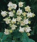Click for more information. Pleasing double white.
