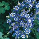Click for more information. Upward facing double blue/white with blue spurs.