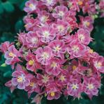 Click for more information. Solid rose blooms on compact plants.