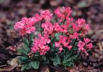 Warm rose flowers over silver green foliage.