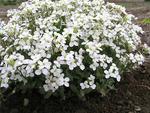 Click for more information. Fragrant white. Useful groundcover for sun or medium shade