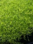 Click for more information. GOLDEN MOSS SANDWORT. Tiny white flowers, gold foliage