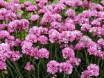 ARMERIA maritima Rubrifolia