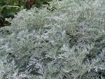 Click for more information. Dense mounds of lacy foliage.