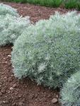 Click for more information. The well known silver edger and accent plant
