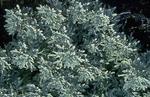 Click for more information. New. Low grey felty foliage