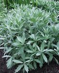 Click for more information. Bright silver wider leaves on 2' mounds