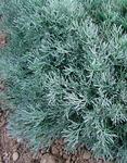 Click for more information. White filigree foliage. Improved Silver Mound