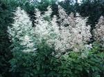 Click for more information. Tallest GOATSBEARD. For light shade