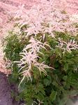 Click for more information. White plumes. Bold, showy plant best in dappled shade