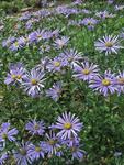 Click for more information. Soft lavender blue. A wonderful garden plant. Blooms forever