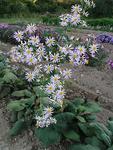 Click for more information. A native Aster. Striking violet flowers in fall.