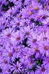 Click for more information. Purple with yellow centers in fall. Short
