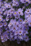 Click for more information. Blue flowers with gold centers. Low mounds in the fall