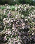 Click for more information. Dark mahogany foliage showcases hundreds of mini flowers