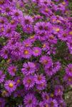 Mounds of purple red