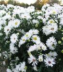 Click for more information. Remarkable double white.Taller