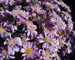 ASTER novi-belgii Patricia Ballard