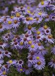 ASTER Professor Kippenburg
