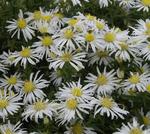 Click for more information. Sparkling white mounds