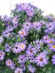Click for more information. Finest late fall bloomer. Bright medium blue