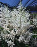 Click for more information. Pure, glistening white