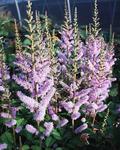 ASTILBE Pumila Chinensis