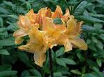AZALEA Golden Lights