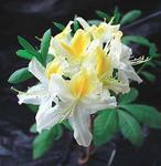 AZALEA Northern Hi-Lights