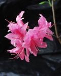 AZALEA Rosy Lights