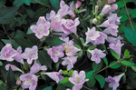 ABELIA shumannii Bumblebee