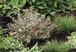 ABELIA Silver Anniversary