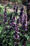 AGASTACHE Black Adder