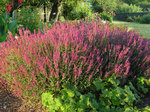 Click for more information. Sturdy lavender pink spikes.