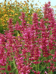 AGASTACHE Heat Wave