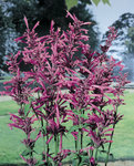 AGASTACHE Tutti Frutti