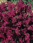 AGASTACHE cana Purple Pygmy