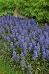 AJUGA Bronze Beauty