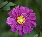 Click for more information. Richest rose with yellow stamens